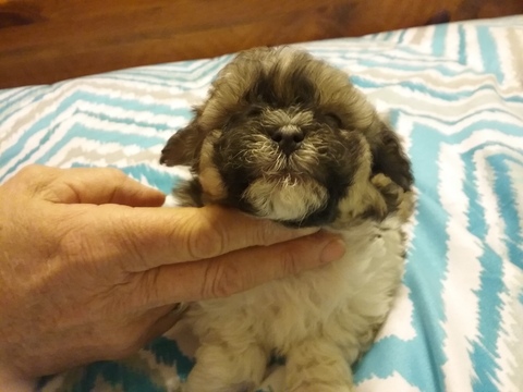 Medium Photo #1 Maltipoo Puppy For Sale in WETUMPKA, AL, USA