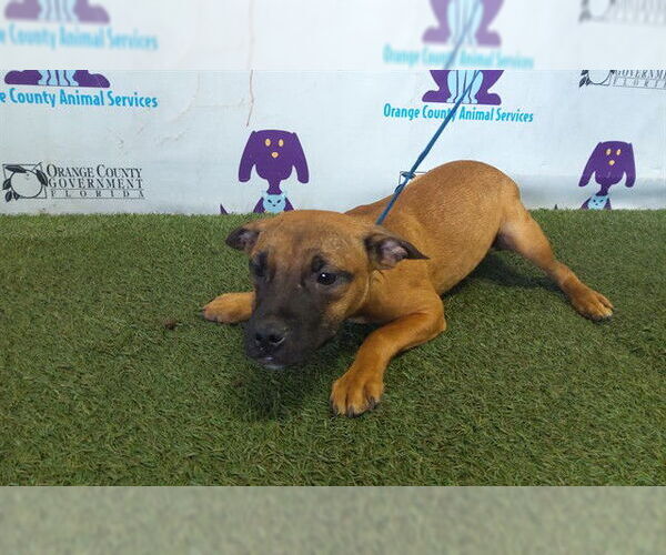 Medium Photo #1 Mutt Puppy For Sale in Orlando, FL, USA