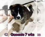 Small #7 Akita