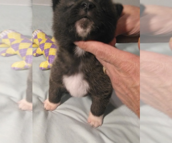 Medium Photo #4 Akita Puppy For Sale in STATESVILLE, NC, USA