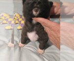 Small Photo #4 Akita Puppy For Sale in STATESVILLE, NC, USA
