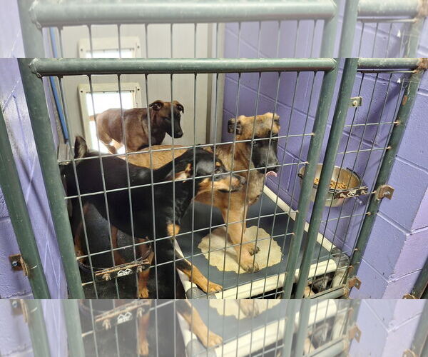 Medium Photo #18 Dachshund-Doberman Pinscher Mix Puppy For Sale in Sebec, ME, USA