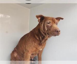 Labrador Retriever-Staffordshire Bull Terrier Mix Dogs for adoption in Houston, TX, USA
