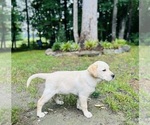 Small #2 Labrador Retriever