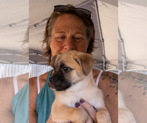Medium Photo #2 Pug-Unknown Mix Puppy For Sale in Williamsburg, NM, USA
