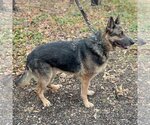 Small Photo #4 German Shepherd Dog Puppy For Sale in Huntley, IL, USA