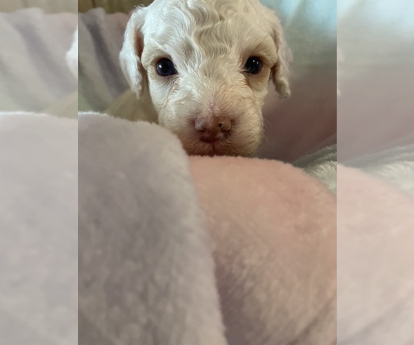 Medium Photo #5 Cavapoo Puppy For Sale in LAFAYETTE, TN, USA