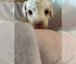 Small #4 Cavapoo