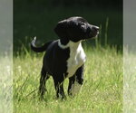 Small Shepweiller