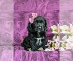 Small Photo #2 Cocker Spaniel Puppy For Sale in LANCASTER, PA, USA