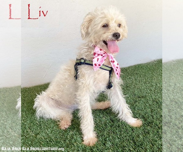 Medium Photo #1 Brussels Griffon-Poodle (Miniature) Mix Puppy For Sale in San Diego, CA, USA