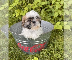 Shih Tzu Puppy for sale in MIDDLEBURY, IN, USA