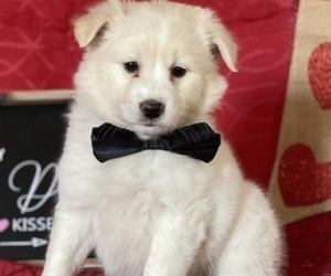 American Eskimo Dog-Unknown Mix Puppy for sale in LANCASTER, PA, USA