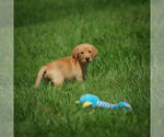 Small Photo #15 Labrador Retriever Puppy For Sale in FRESNO, OH, USA