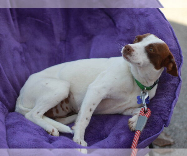 Medium Photo #11 Jack Chi Puppy For Sale in Cookeville, TN, USA