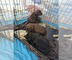 Small Photo #11 Labradoodle Puppy For Sale in SNOW CAMP, NC, USA
