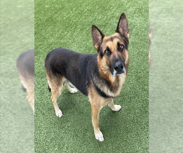 Medium Photo #1 German Shepherd Dog Puppy For Sale in Palmetto, FL, USA