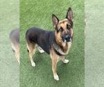Small German Shepherd Dog