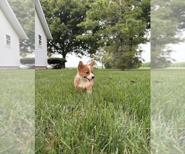 Medium Photo #45 Pembroke Welsh Corgi Puppy For Sale in MILFORD, IN, USA