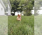 Small Photo #45 Pembroke Welsh Corgi Puppy For Sale in MILFORD, IN, USA
