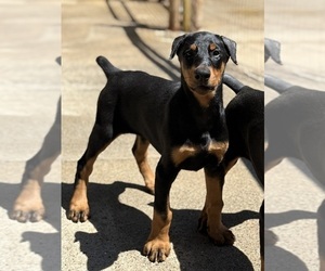 Doberman Pinscher Puppy for Sale in NEWTON, North Carolina USA