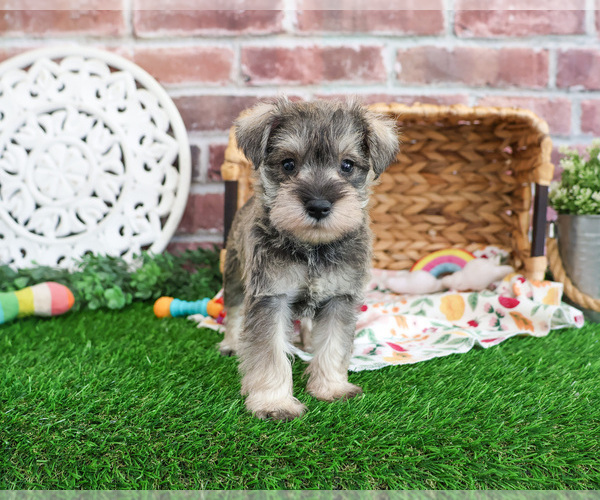 Medium Photo #11 Schnauzer (Miniature) Puppy For Sale in SYRACUSE, IN, USA