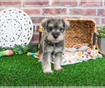 Small #10 Schnauzer (Miniature)