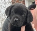 Small Photo #1 Labrador Retriever Puppy For Sale in HICKORY, NC, USA