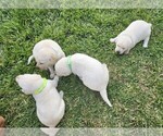 Image preview for Ad Listing. Nickname: Litter of 4
