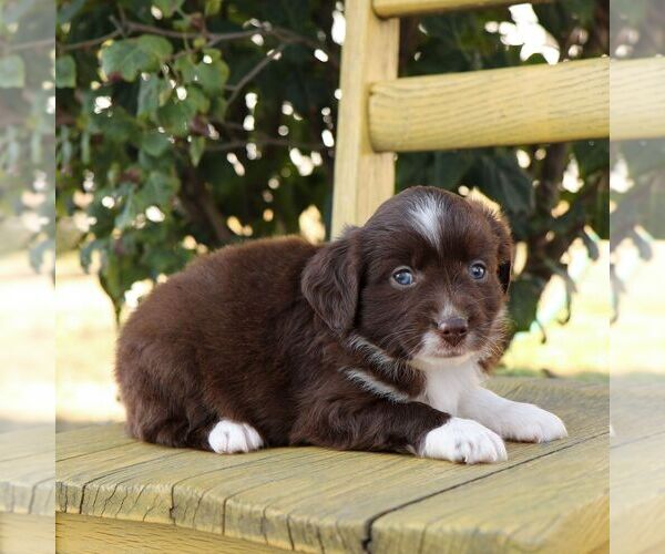 Medium Photo #2 Aussie-Poo Puppy For Sale in ARTHUR, IL, USA
