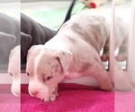 Small Photo #7 American Bully Puppy For Sale in COUDERSPORT, PA, USA