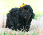 Small #2 Poodle (Miniature)