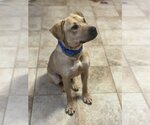 Small Photo #2 Labrador Retriever-Unknown Mix Puppy For Sale in Munford, TN, USA