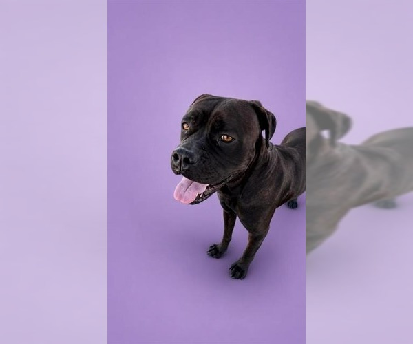 Medium Photo #4 Boxer-Unknown Mix Puppy For Sale in Lake Forest, CA, USA