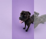 Small #3 Boxer Mix