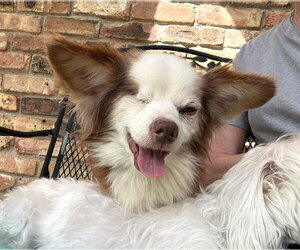 Chihuahua-Unknown Mix Dogs for adoption in Boonton, NJ, USA