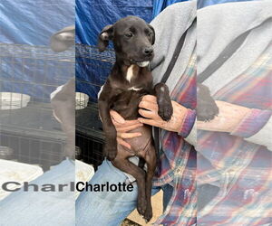 American Pit Bull Terrier-Unknown Mix Dogs for adoption in Farmerville, LA, USA