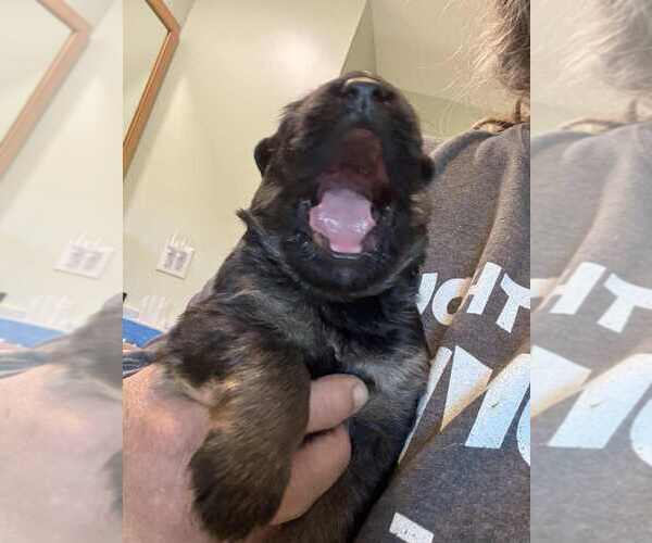 Medium Photo #3 German Shepherd Dog Puppy For Sale in NEWVILLE, PA, USA