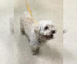 A1941787 - Male Maltese Dog for Adoption - Small photo