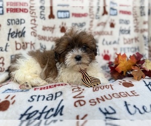 Shih-Poo Puppy for sale in LAKELAND, FL, USA