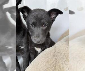 Labrador Retriever Dogs for adoption in Houston, TX, USA