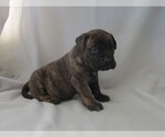 Small Photo #1 Bullmastiff Puppy For Sale in CHANUTE, KS, USA