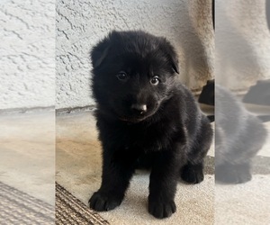 German Shepherd Dog Puppy for sale in MENIFEE, CA, USA