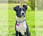 Small #6 Border Collie Mix