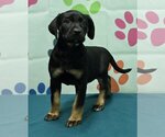 Small Photo #2 Labrador Retriever-Unknown Mix Puppy For Sale in Wetumpka, AL, USA