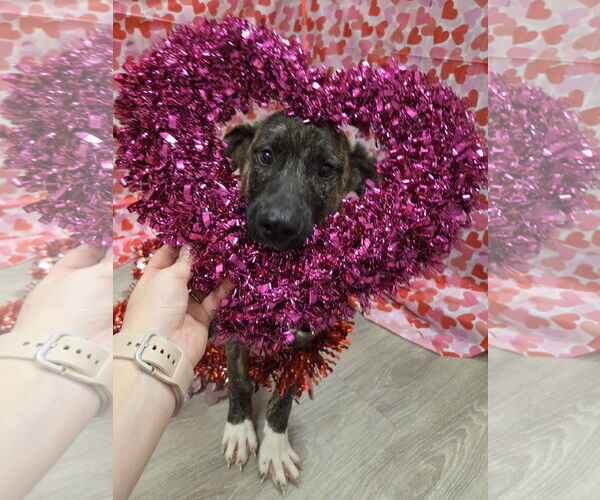 Medium Photo #6 Holland Shepherd-Plott Hound Mix Puppy For Sale in Attalka, AL, USA