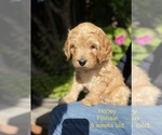 Small Photo #4 Goldendoodle Puppy For Sale in PITTSBURG, CA, USA