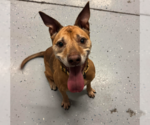 Giselle - Female Labrador Retriever-Unknown Mix Dog for Adoption - Small photo