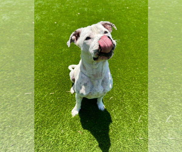 Medium Photo #4 American Pit Bull Terrier Puppy For Sale in Salinas, CA, USA