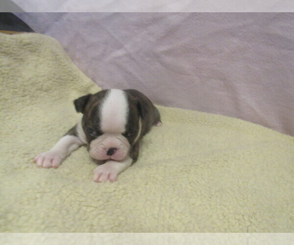 Medium Photo #3 Boston Terrier Puppy For Sale in BLACK HORSE, OH, USA